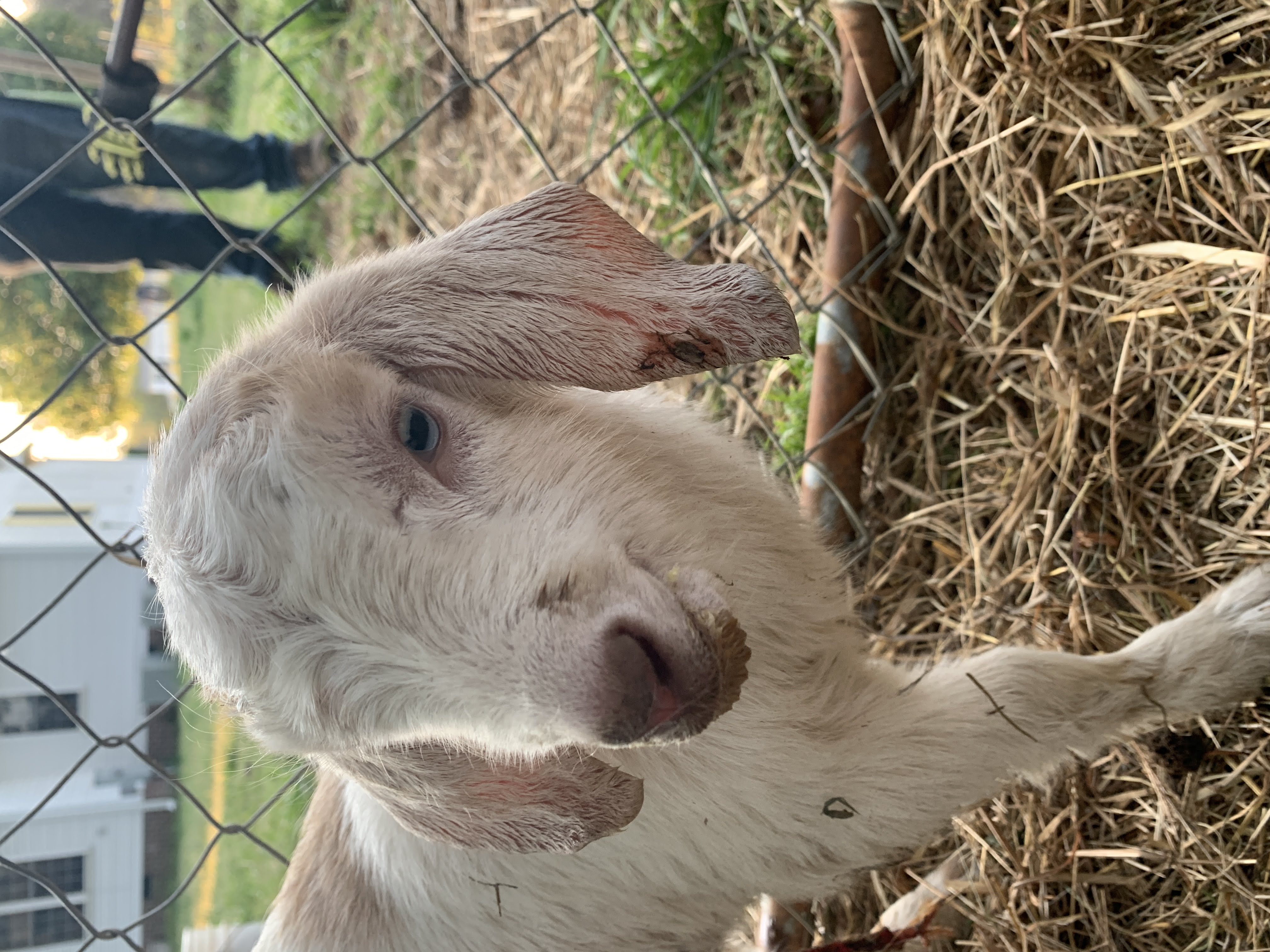 baby goaties